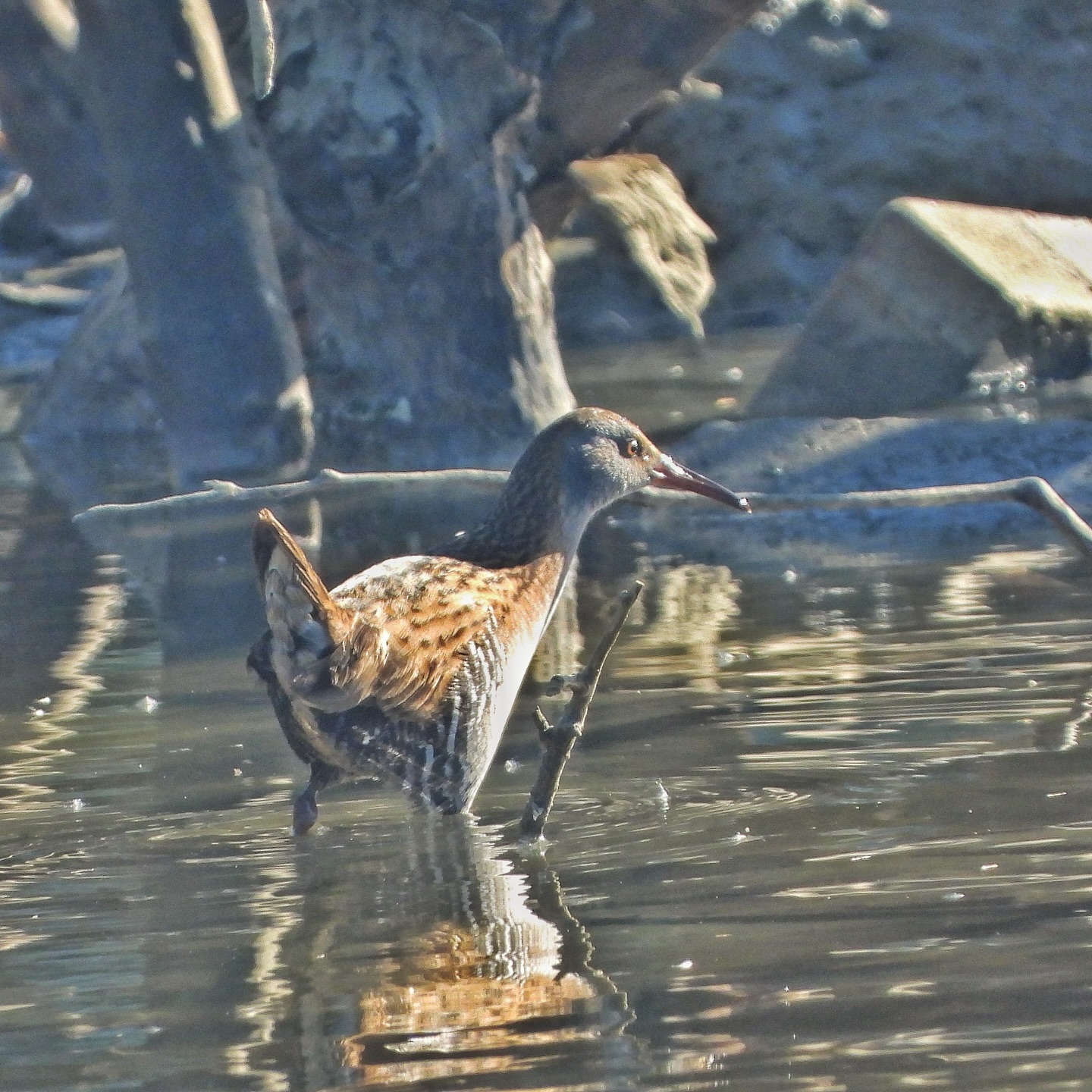 Water Rail 1