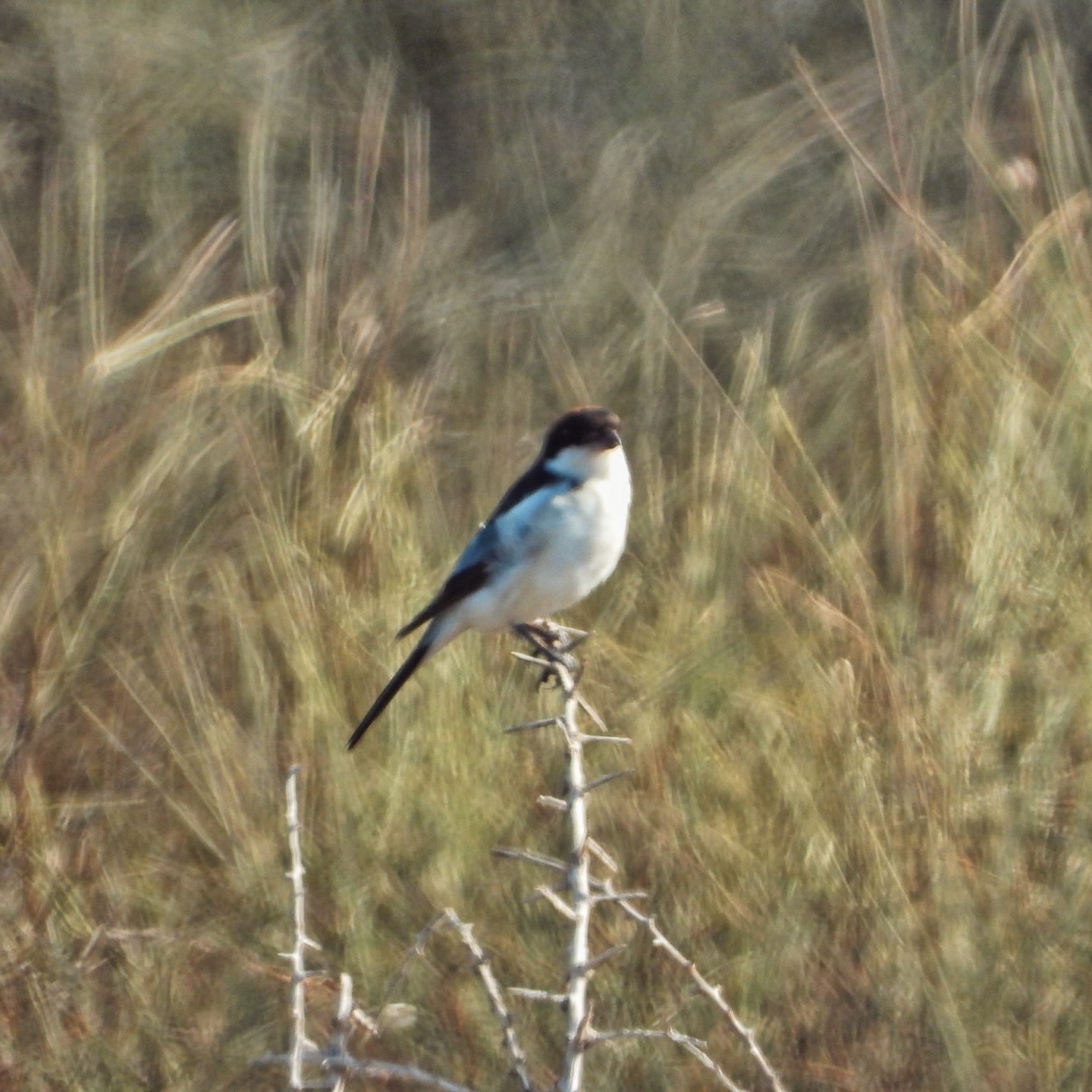 Woodchat Shrike 1