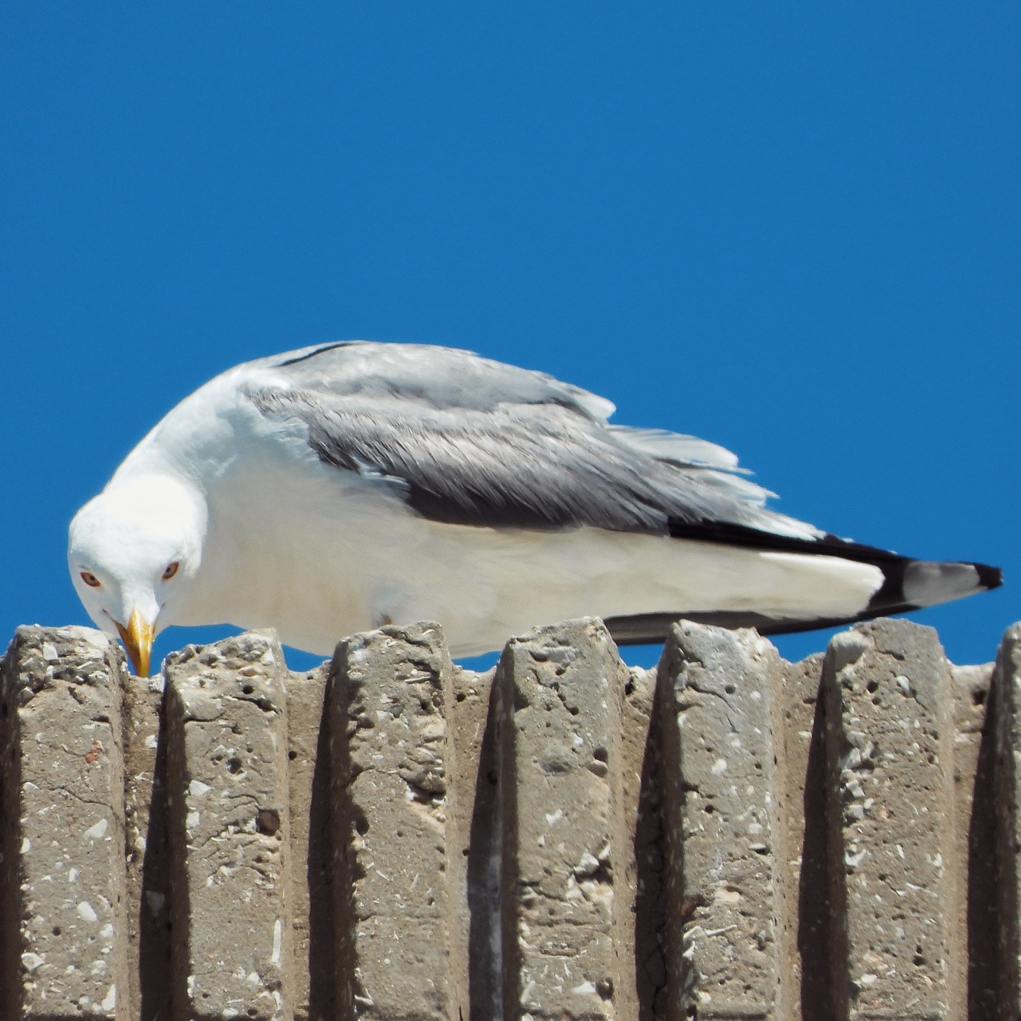 laridae