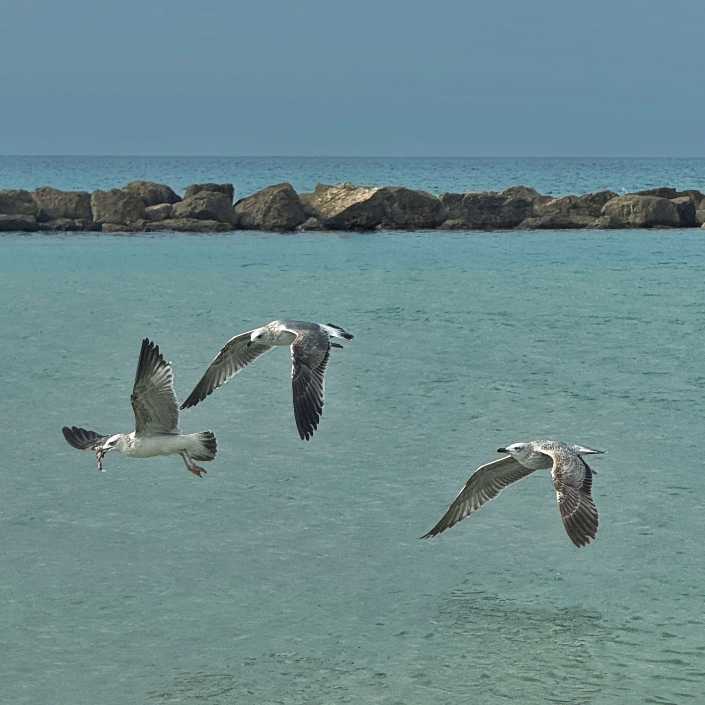 Armenian Gull