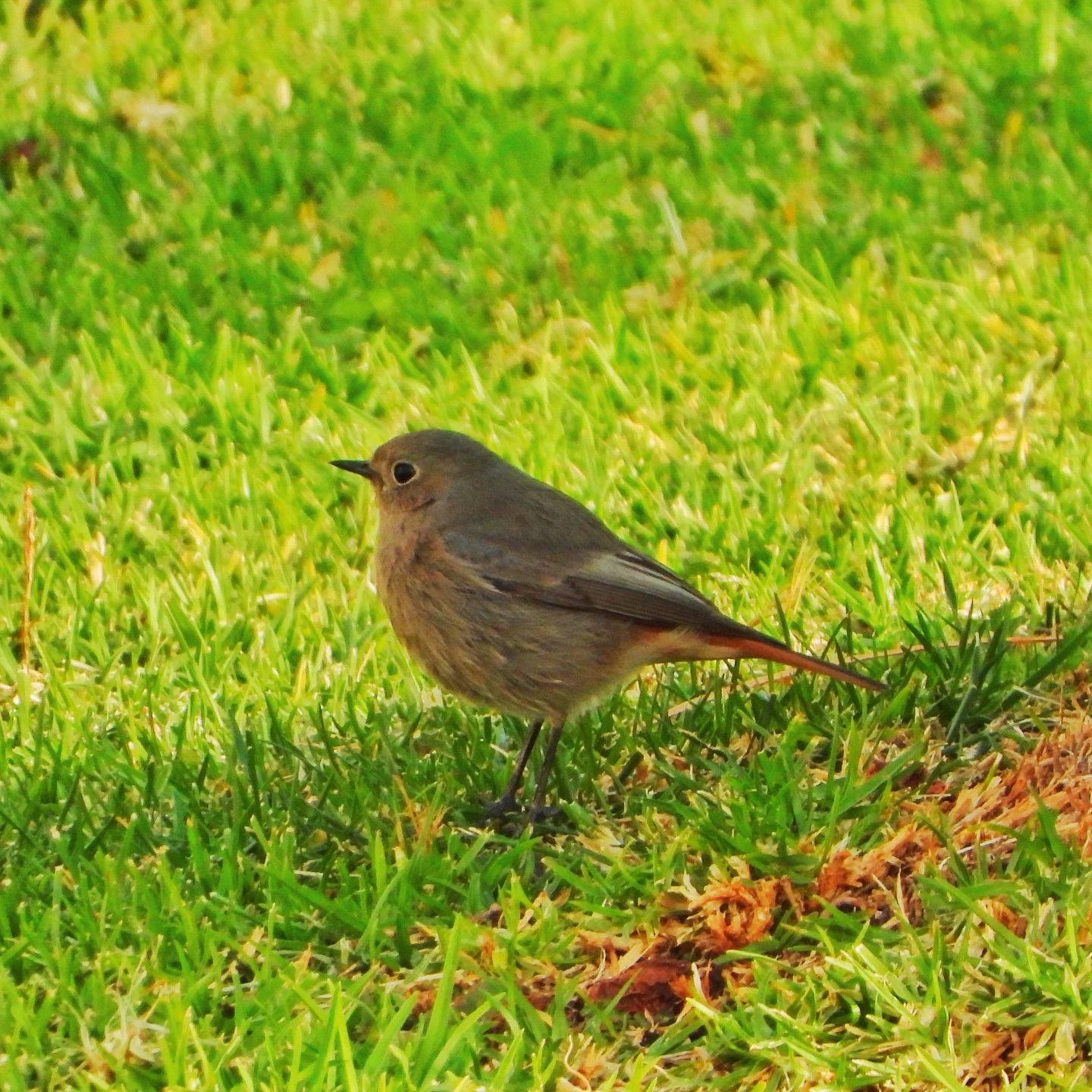flycatchers