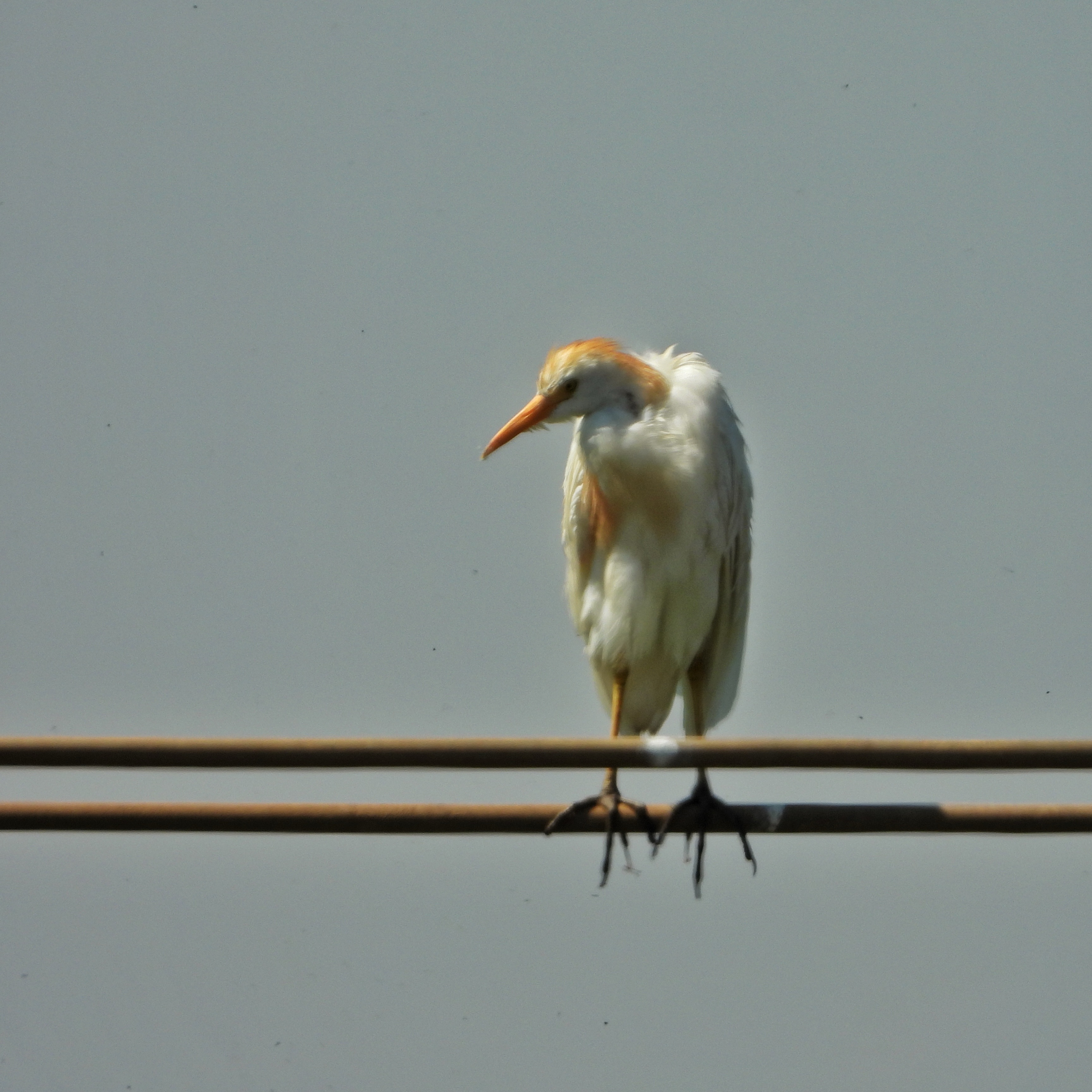 Cattle Egret 12