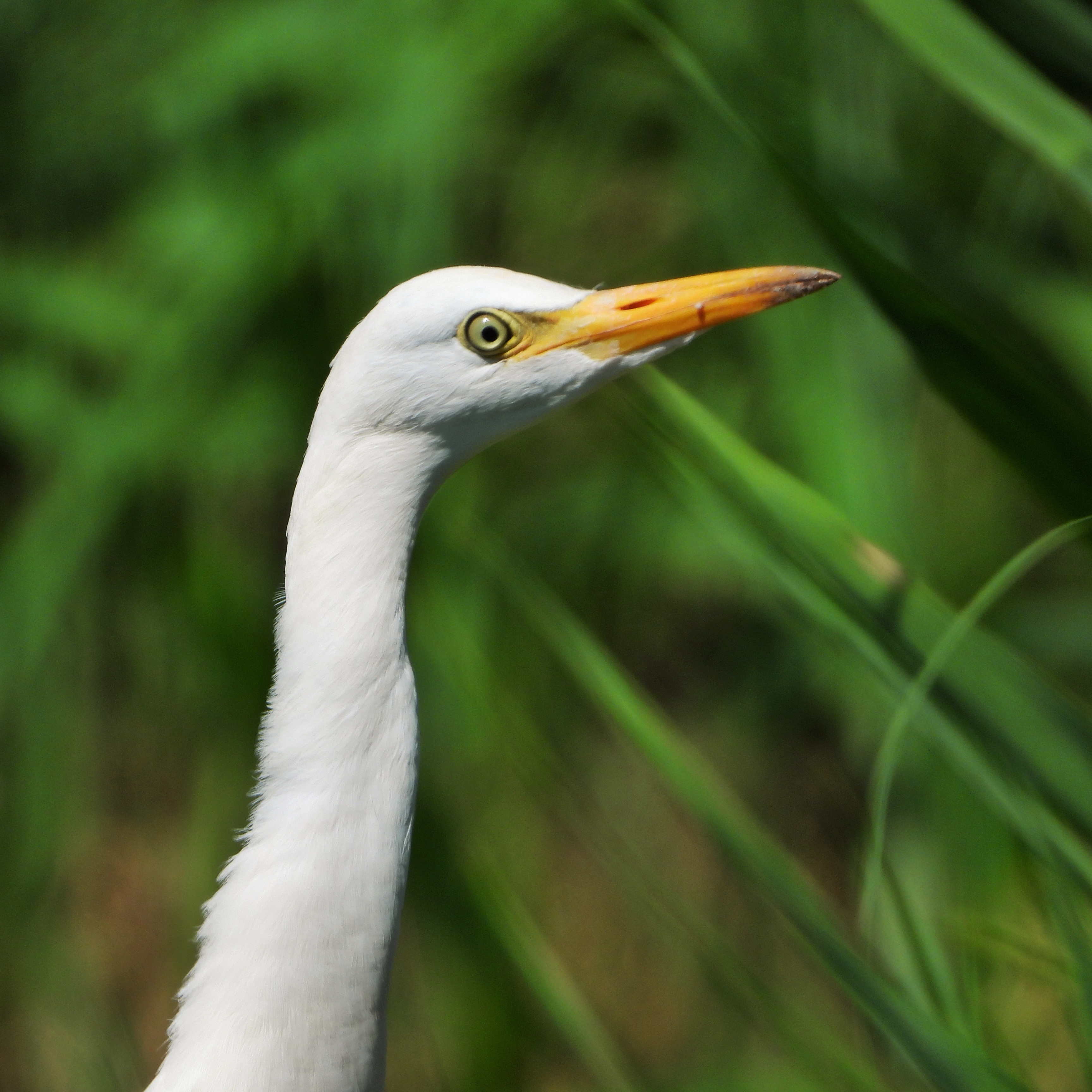 herons