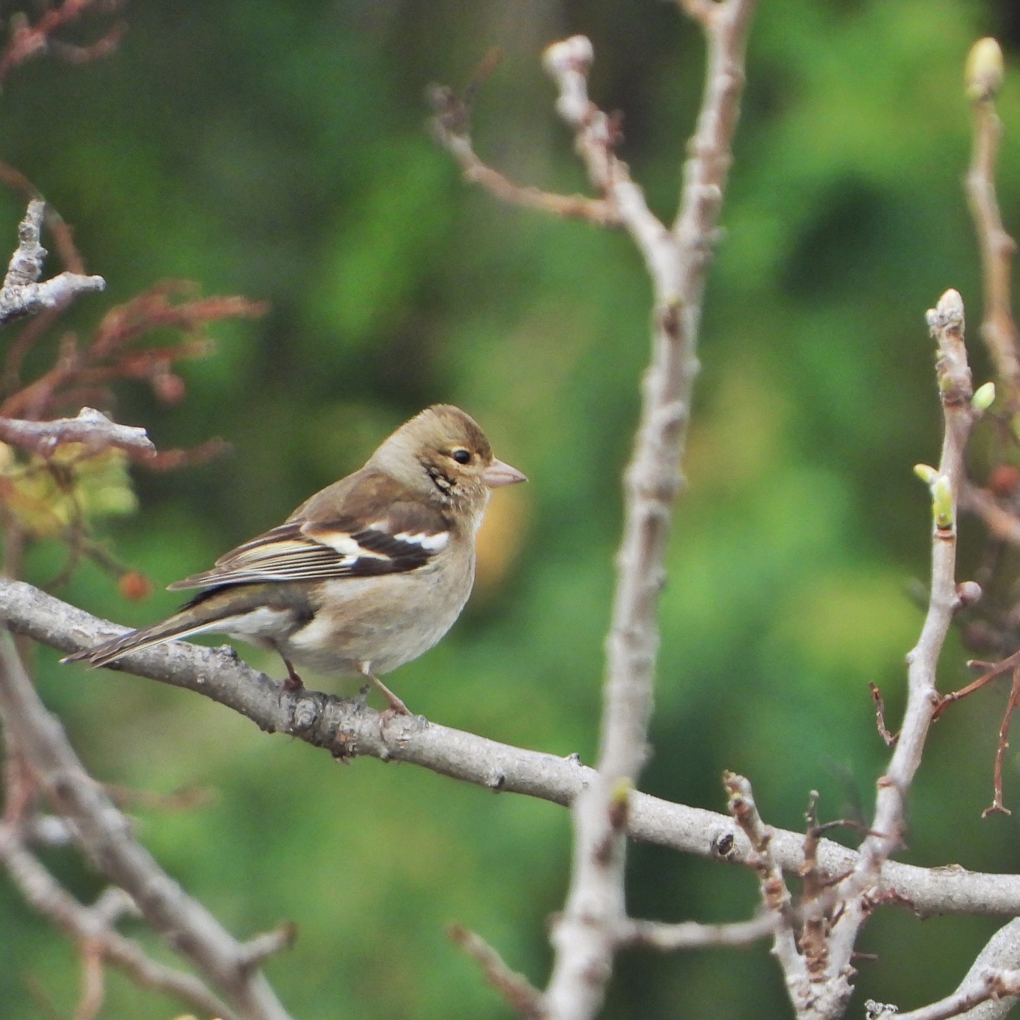 finches