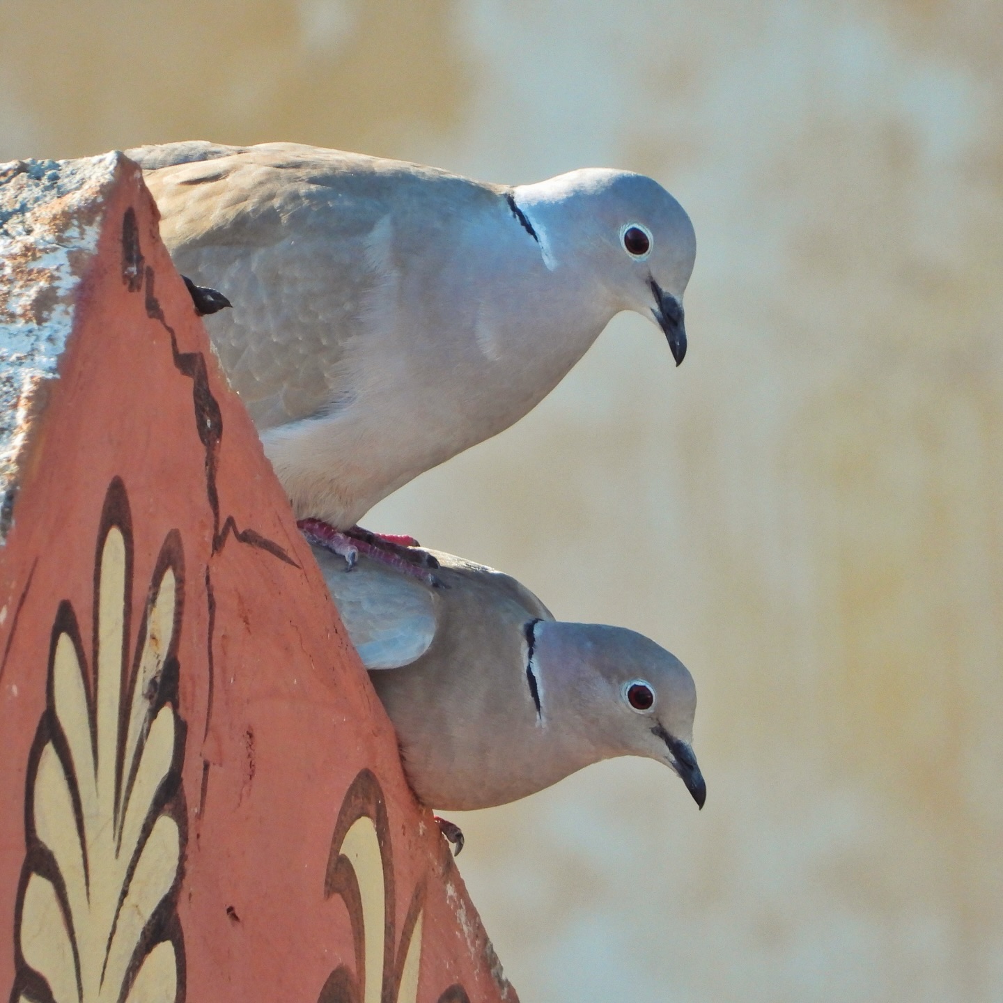 Collared Dove 11