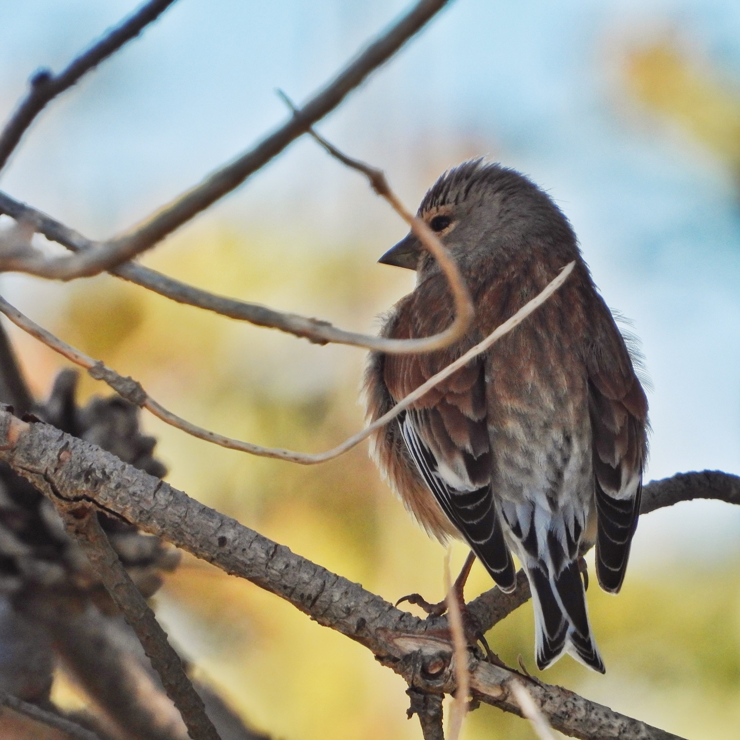 Common Linnet 2