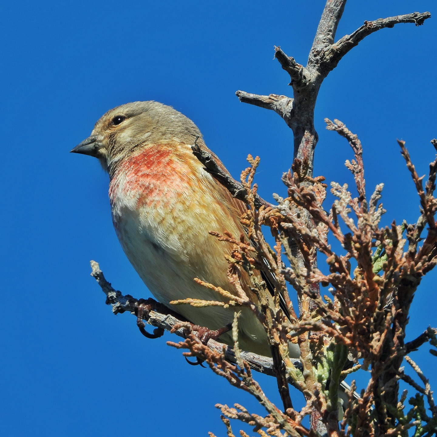 Common Linnet 3