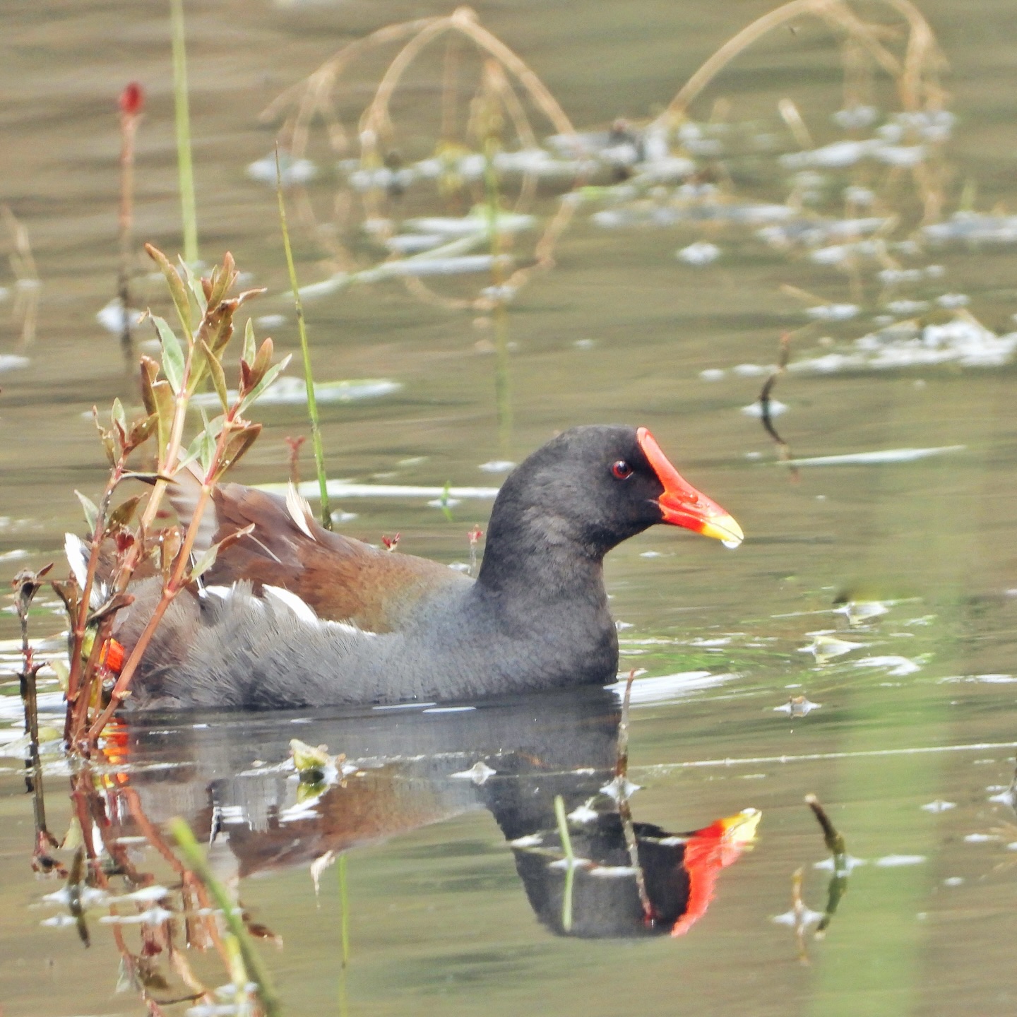 Common Moorhen 18
