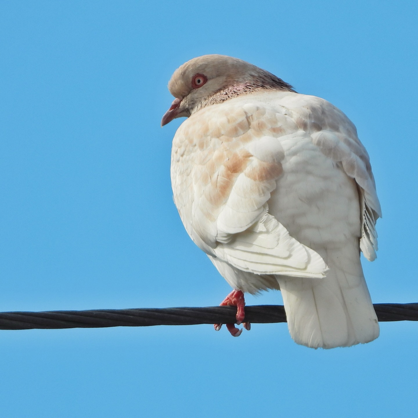 Domestic Pigeon 24