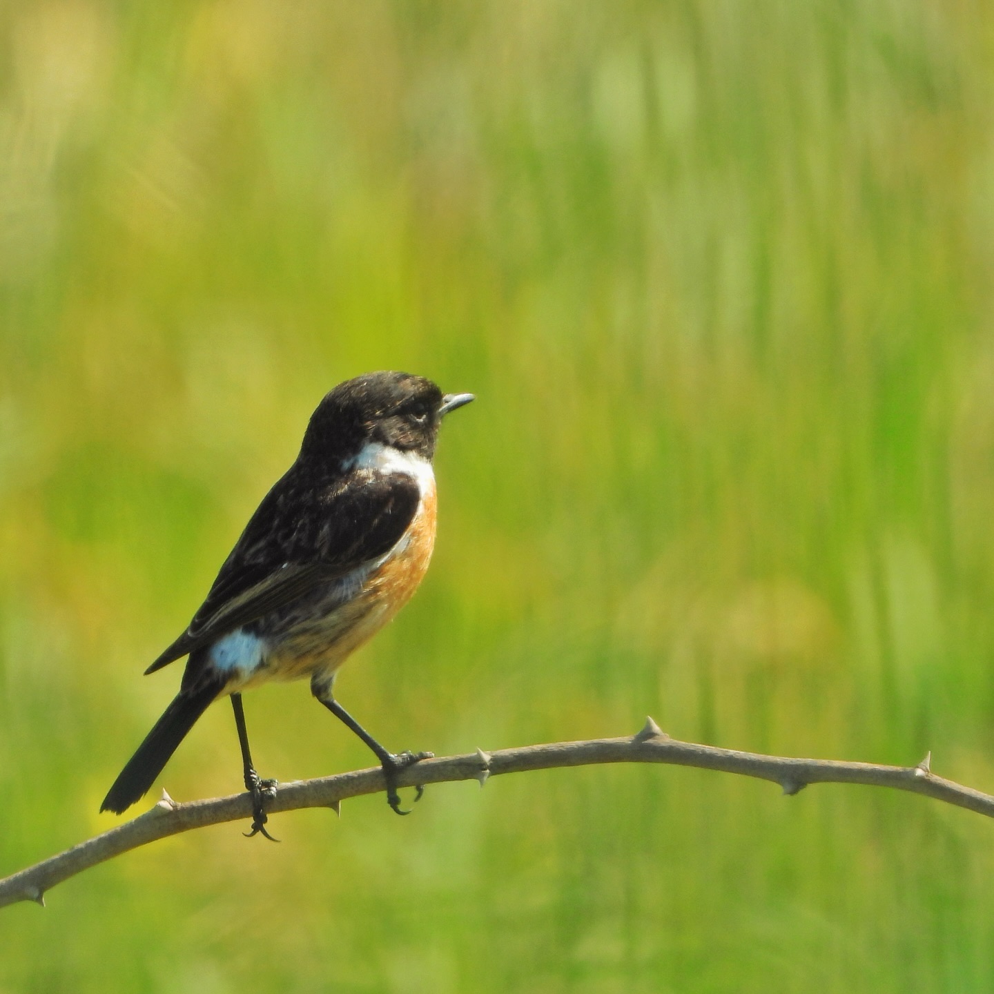 European Stonechat 17