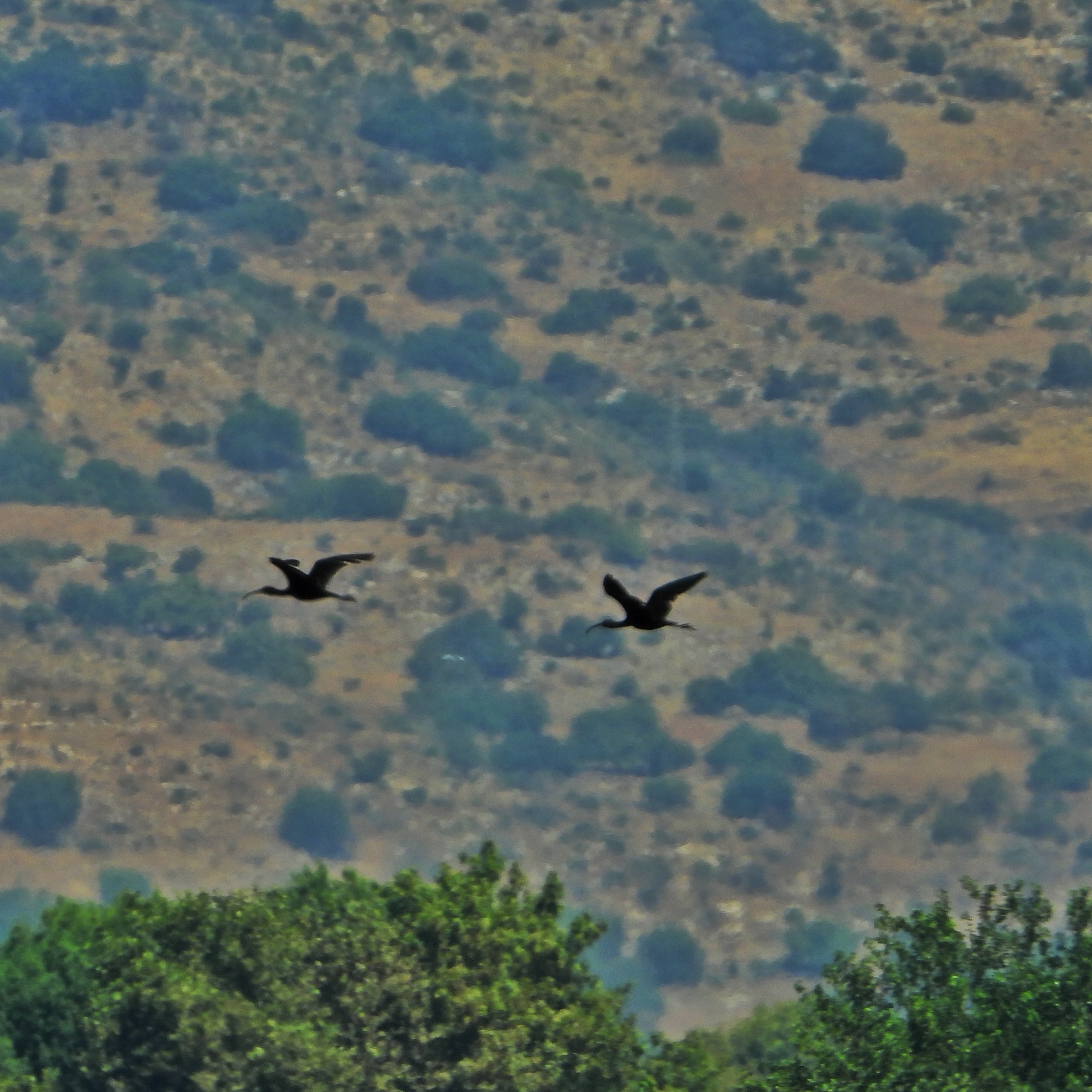 threskiornithidae