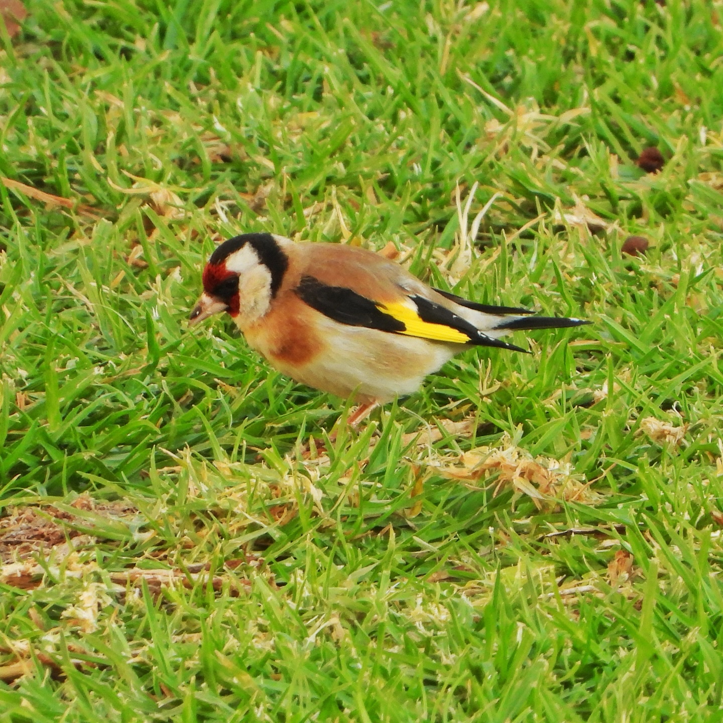 Goldfinch 15