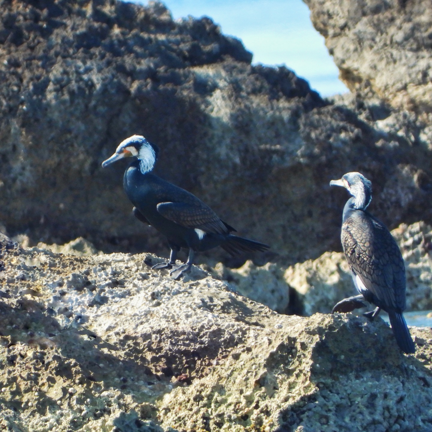 Great Cormorant 6