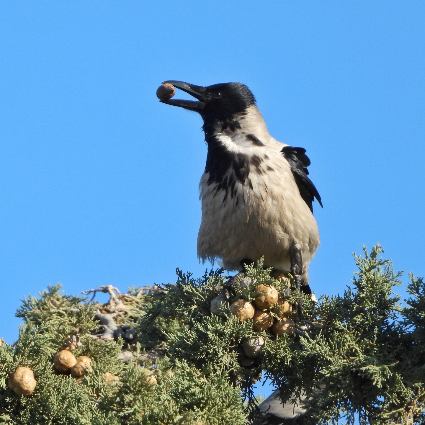 corvidae