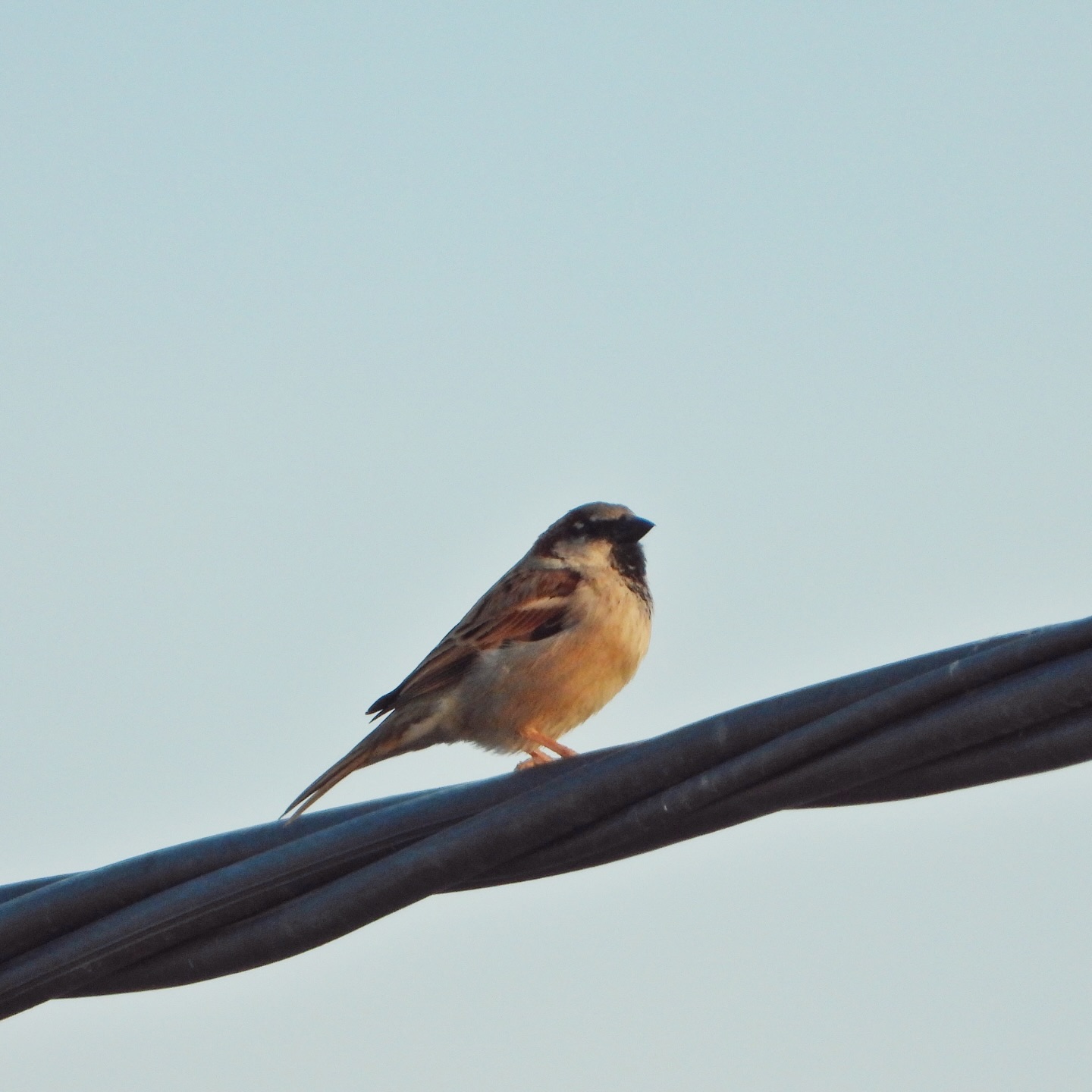 sparrows