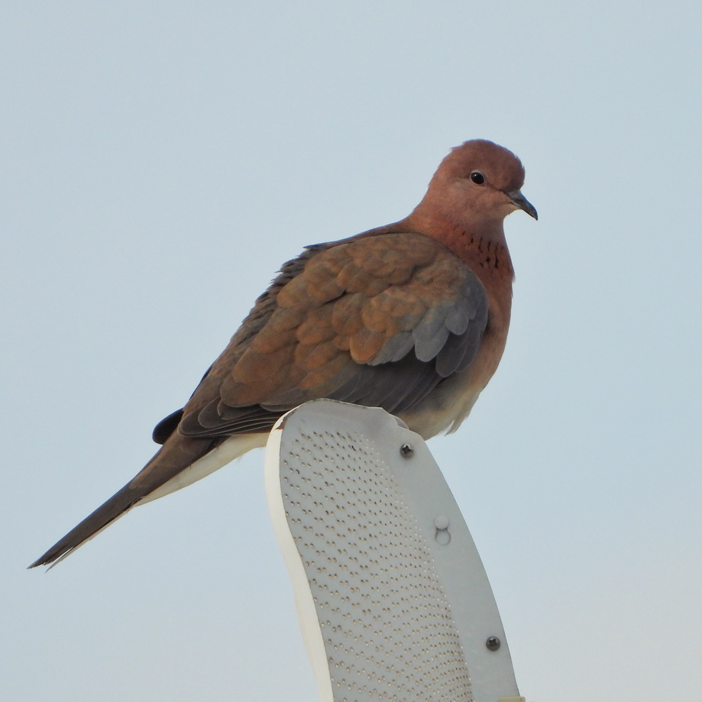 Laughing Dove 17