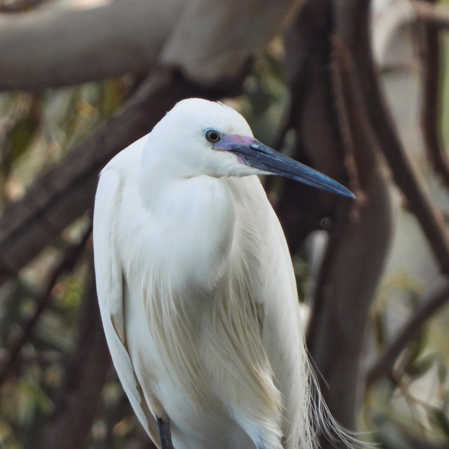 Little Egret 17