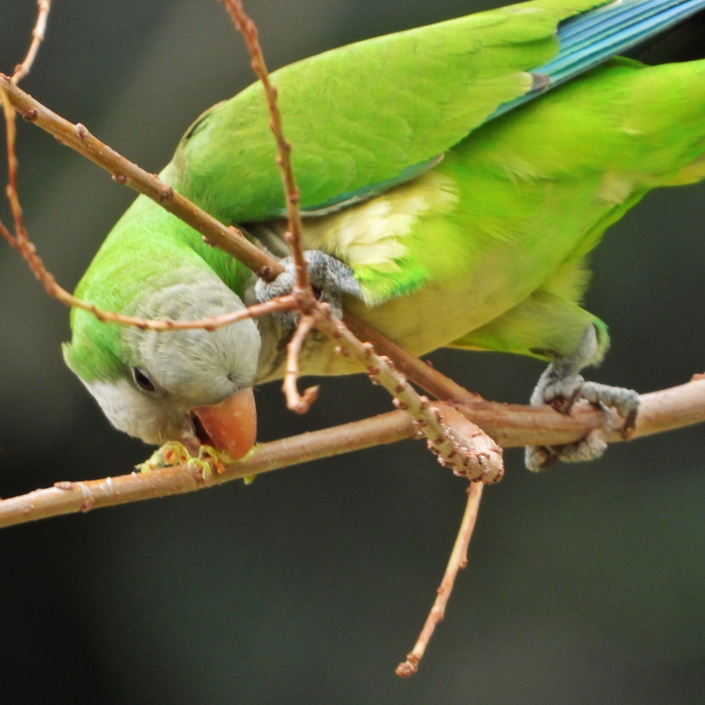 Monk Parakeet 23