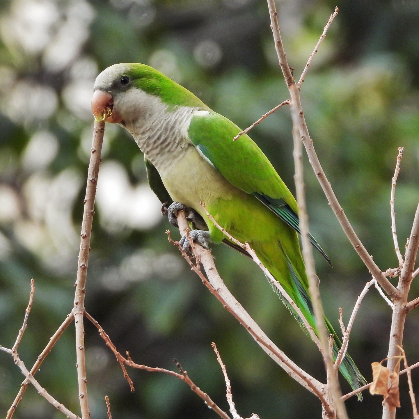 parrots