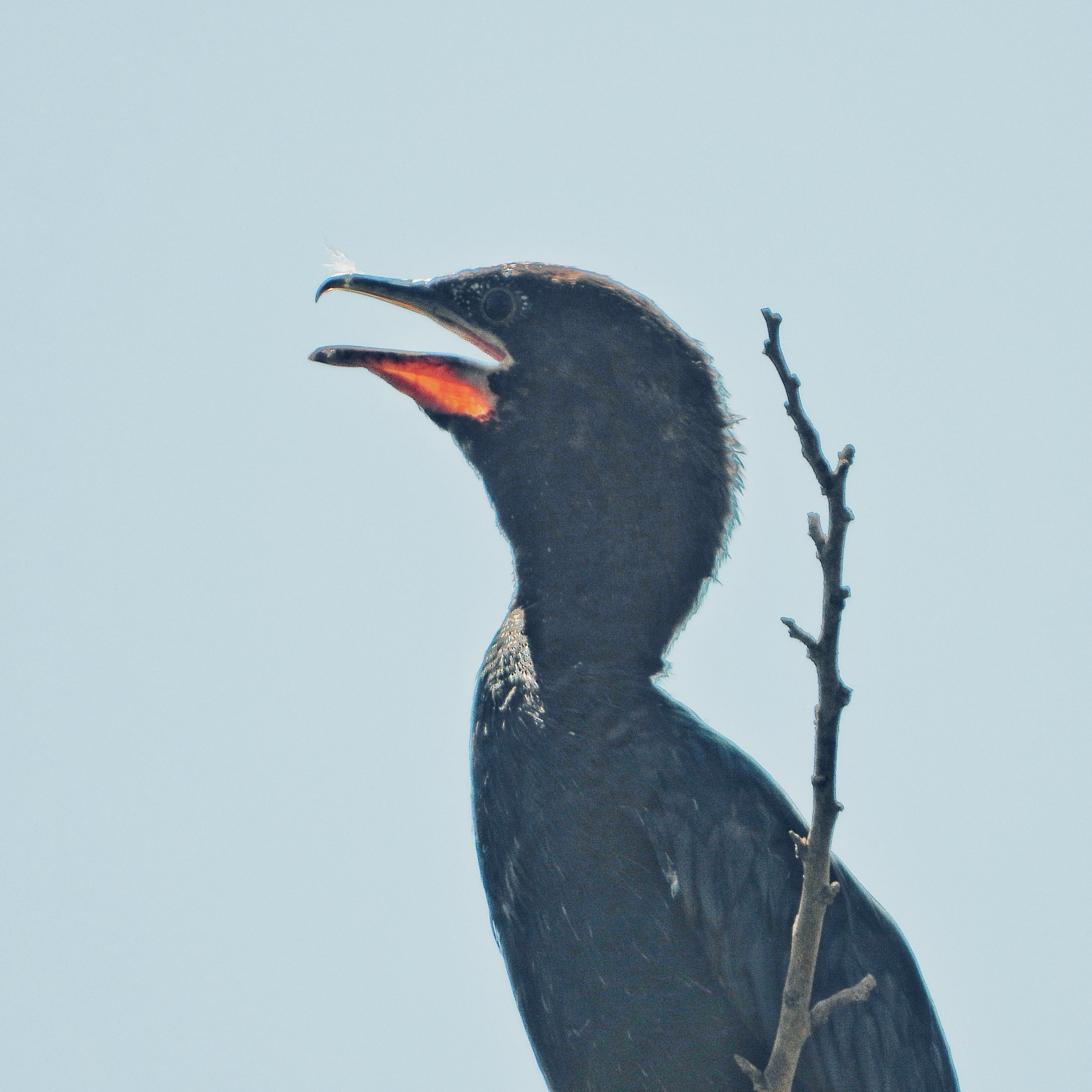 cormorants
