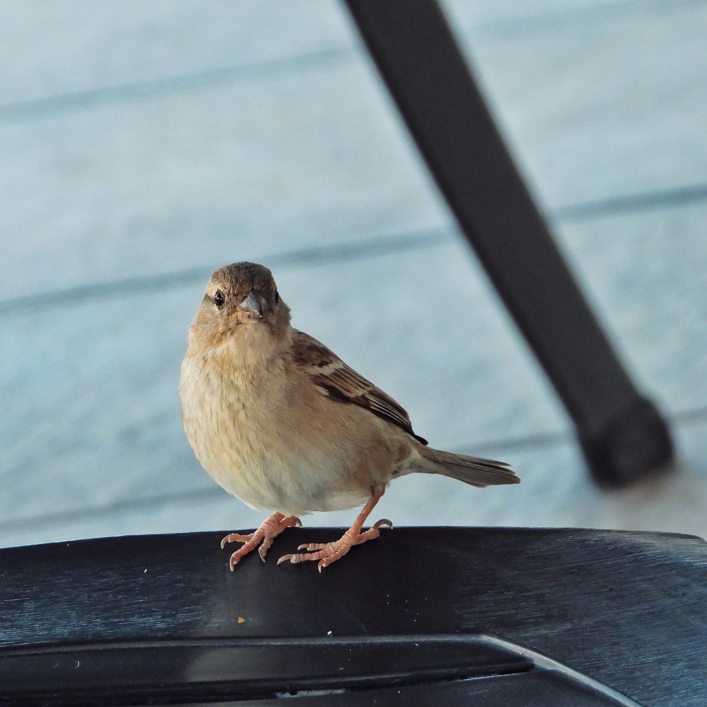 Spanish Sparrow 4
