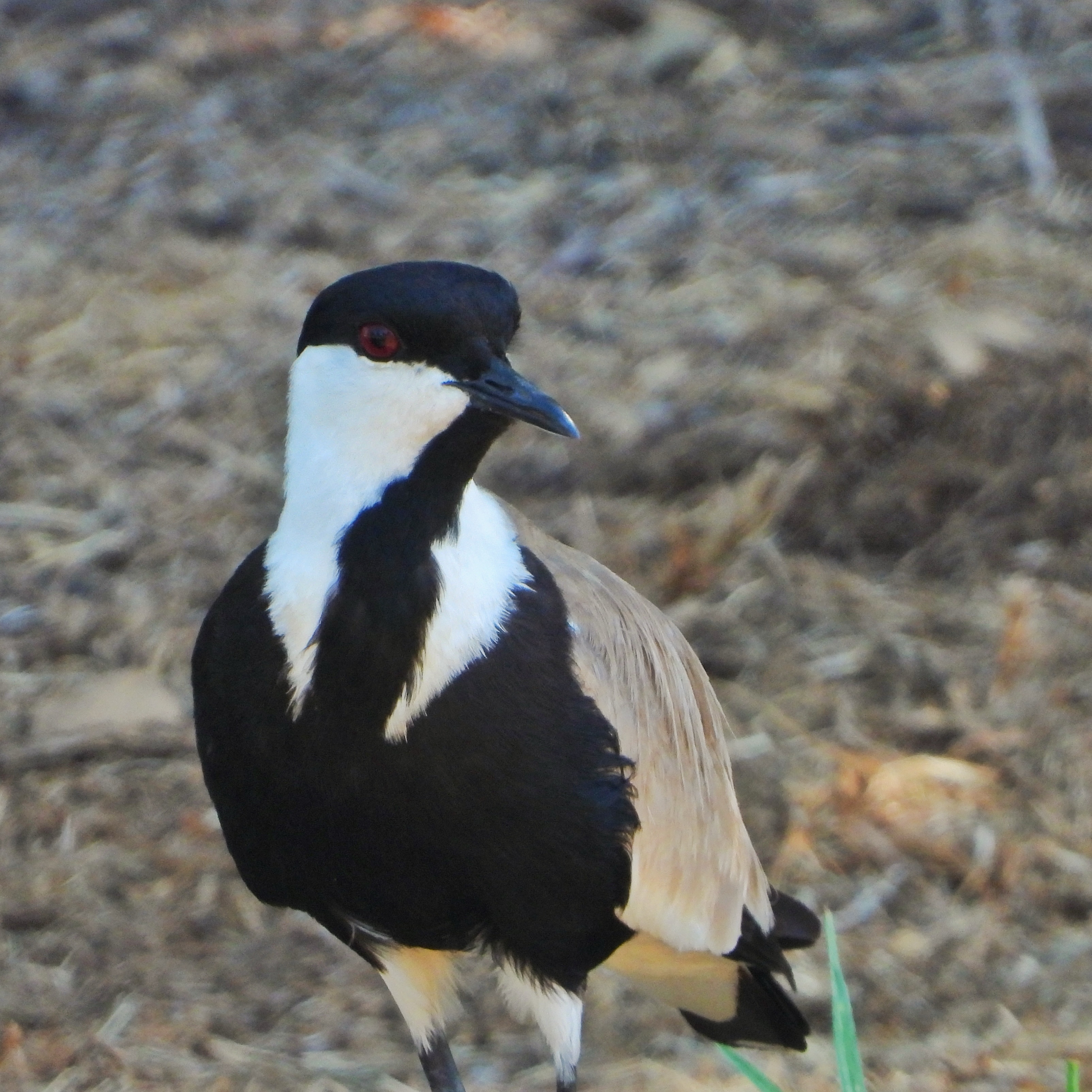 charadriidae