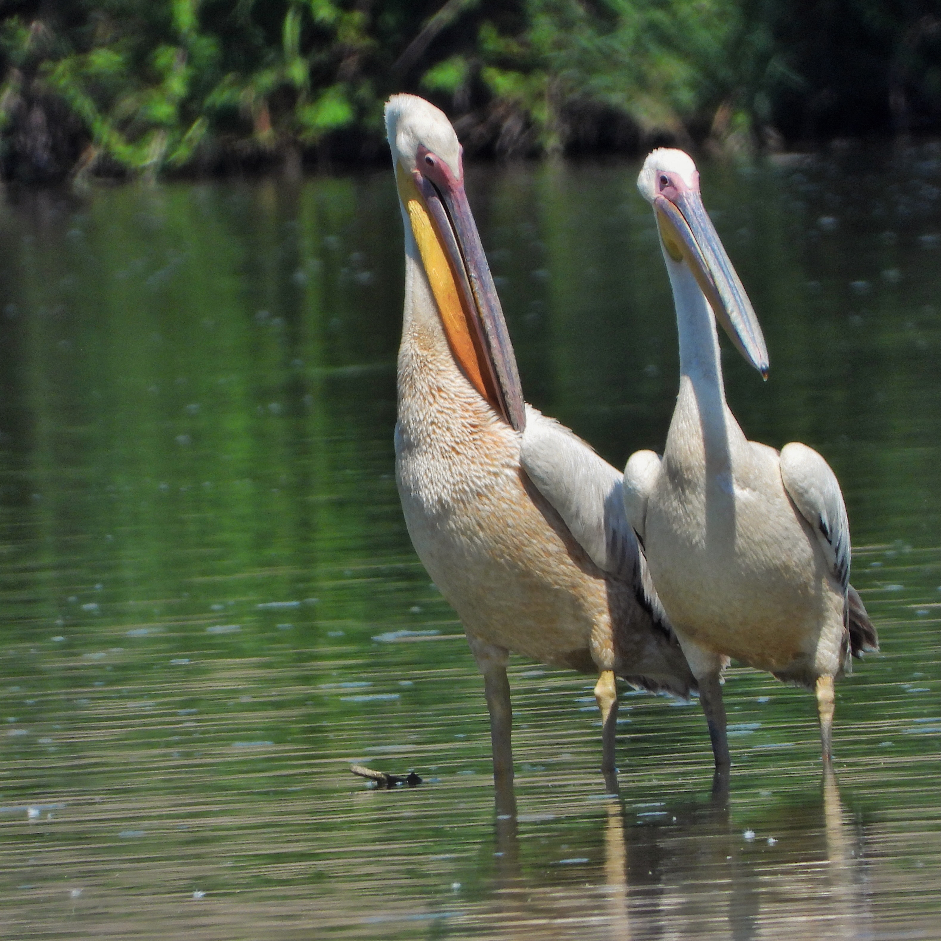pelicans