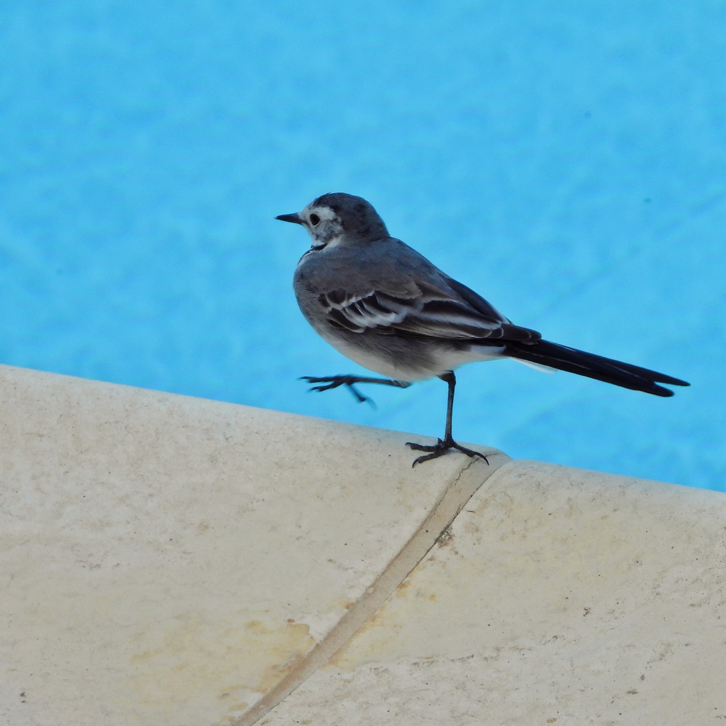 motacillidae