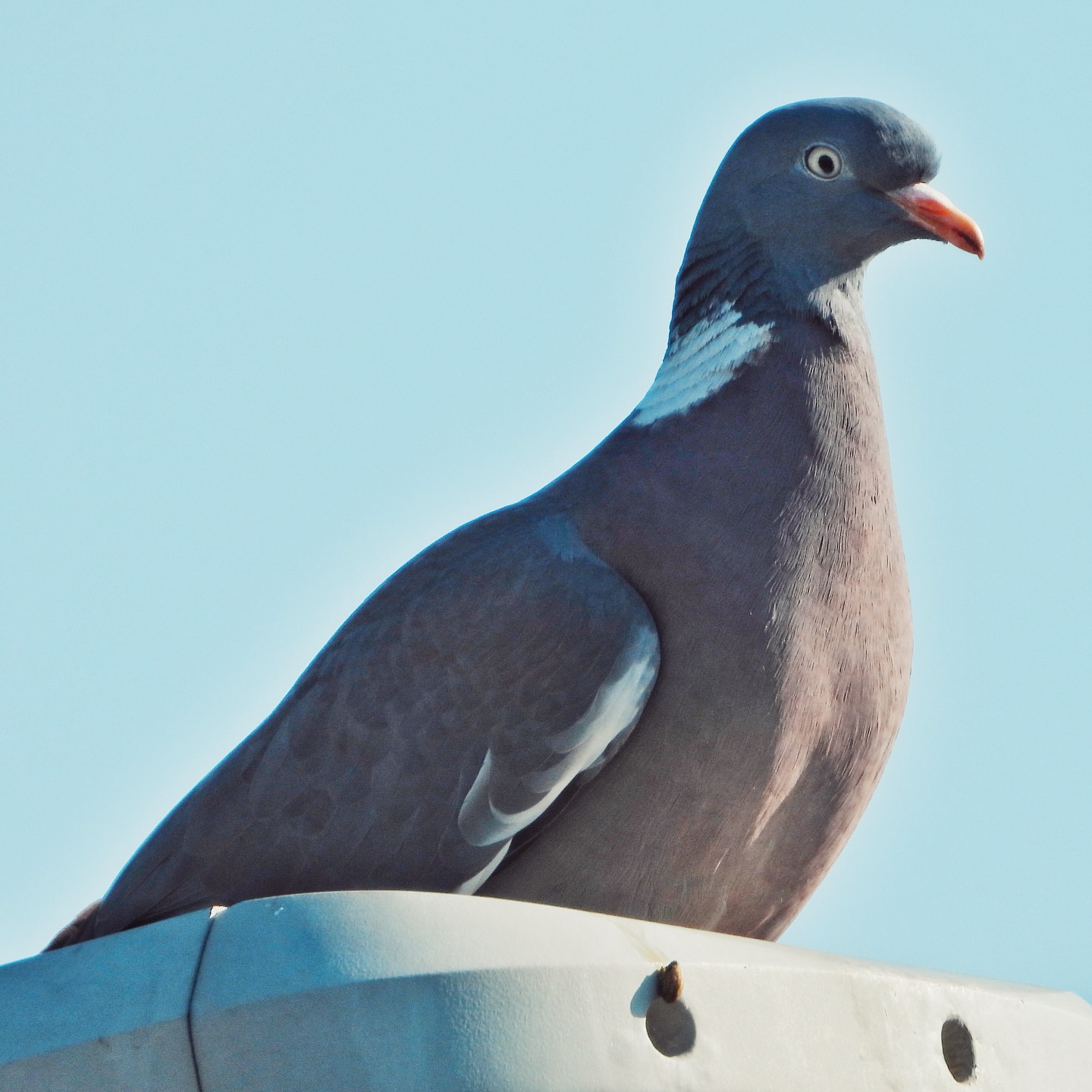 Wood Pigeon 2