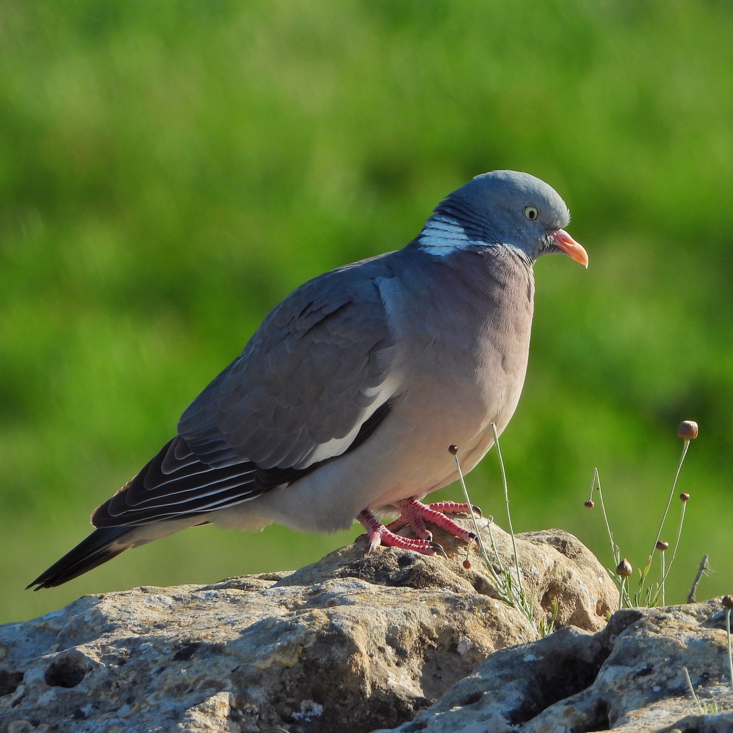 Wood Pigeon 3