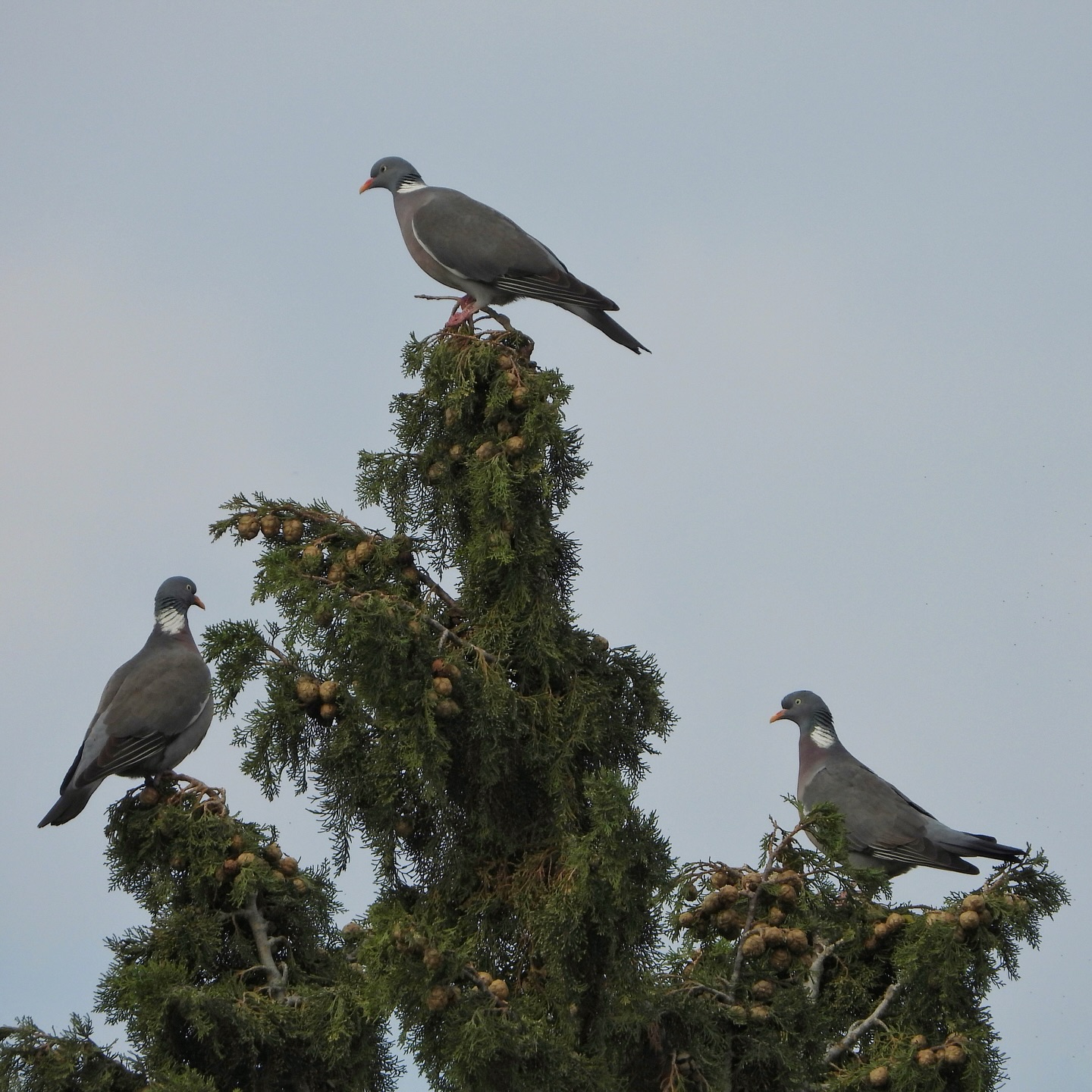 pigeons