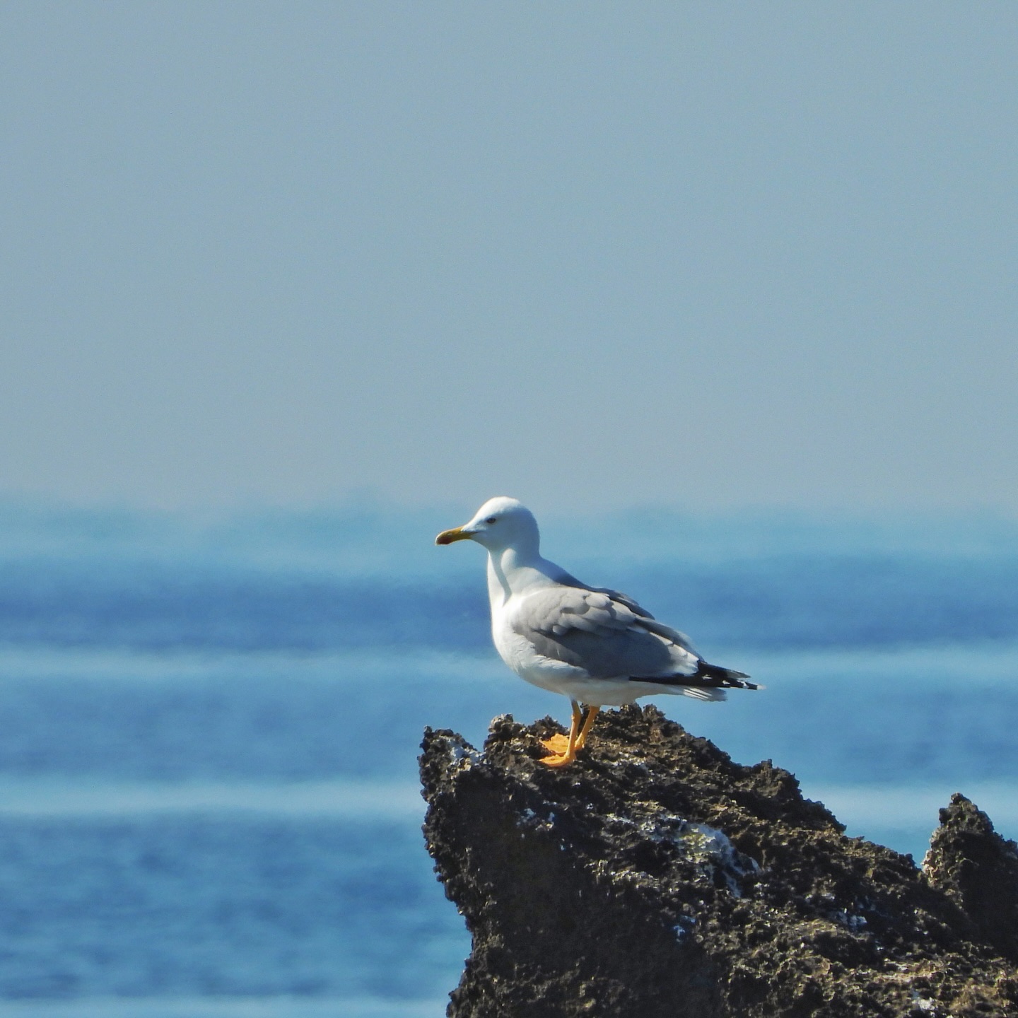 laridae